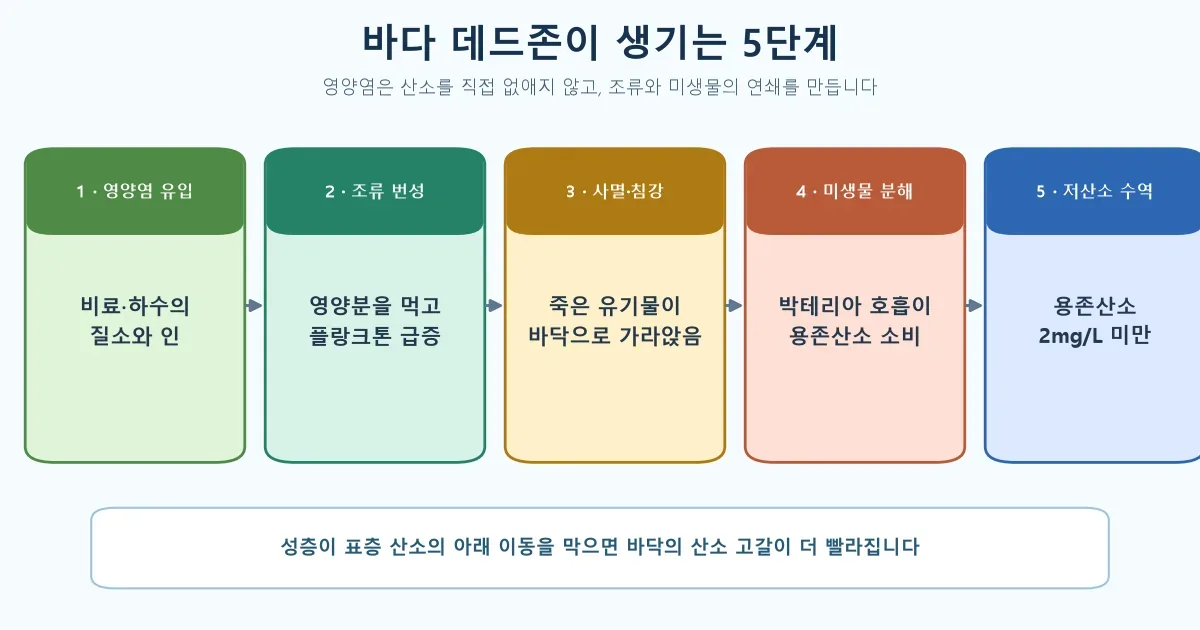 질소와 인 유입부터 조류 번성 분해 산소 고갈까지 바다 데드존이 생기는 다섯 단계